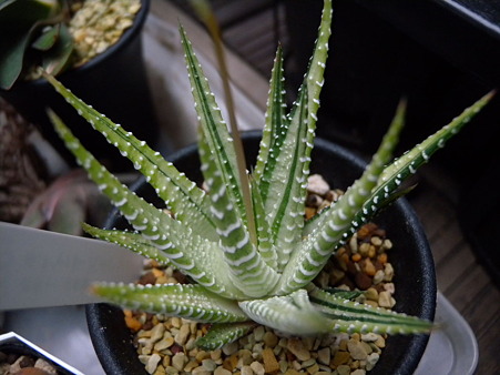 Haworthia cv.Chinese white