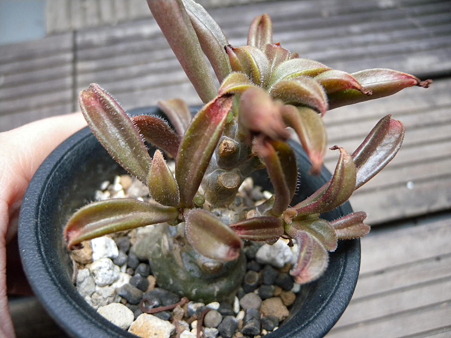 Tylecodon grandiflorus