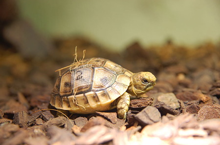 ４カメ誕生と１０月のカメの身体測定 | ギリシャリクガメ飼育日記 - 楽天ブログ