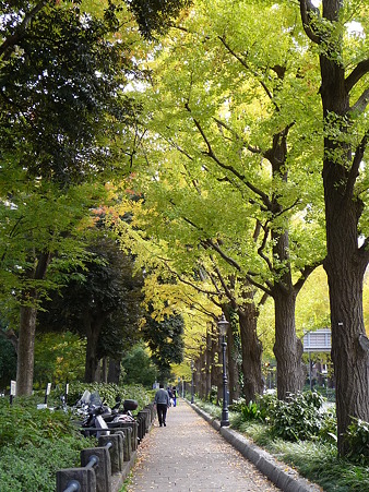 101119-紅葉 山下公園通り (7)