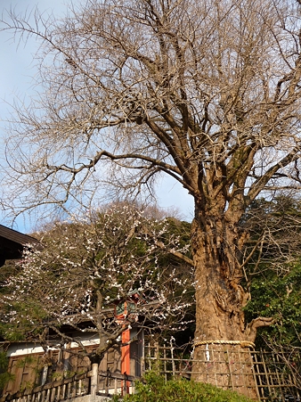 110308-荏柄天神 (6)