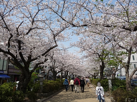 110411-鎌倉 段葛 (14)