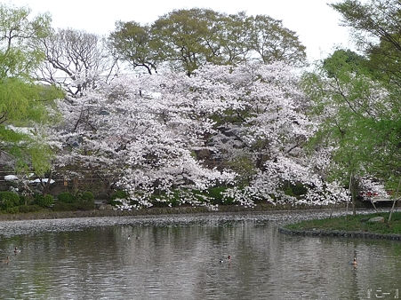 110411-鶴岡八幡宮 源平池 (7)