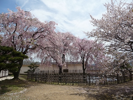 110417-姫路城 (198)