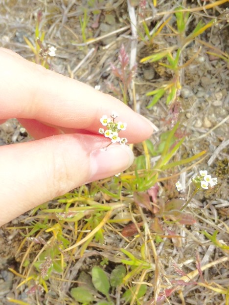 この小さな白い花の雑草が春 写真共有サイト フォト蔵