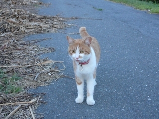 ねこ!