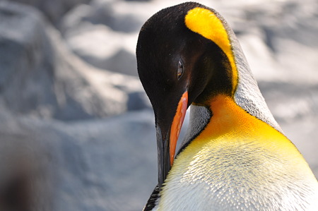 ペンギン3