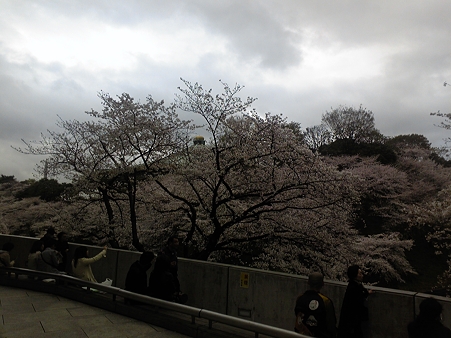 桜だらけと大きなたまねぎ