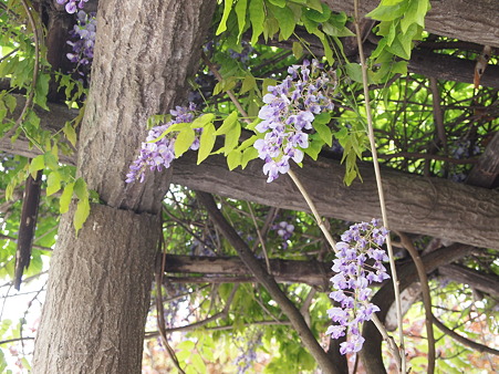 藤の花