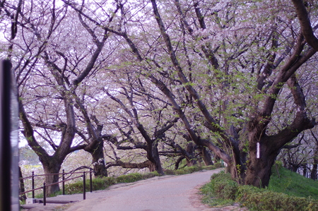IMGP8434