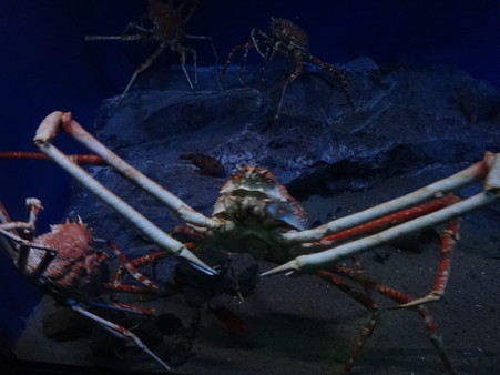 タカアシガニ