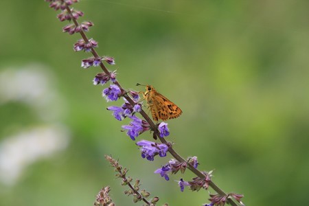 2012.06.27　追分市民の森　ケナツノタムラソウにキマダラセセリ