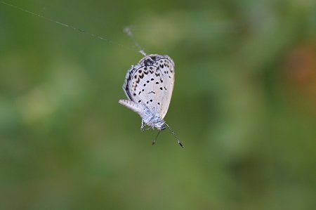 2010.08.27　和泉川　ヤマトシジミ