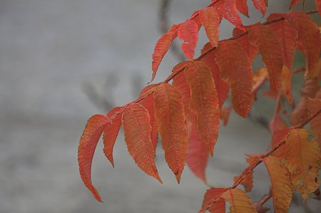 2010.11.14 和泉川 ヌルデ