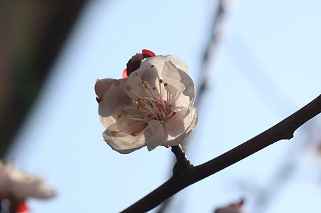 2011.03.30　和泉川　梅