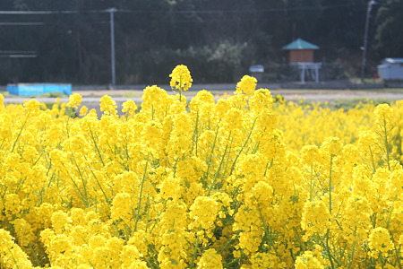 菜の花が真黄色