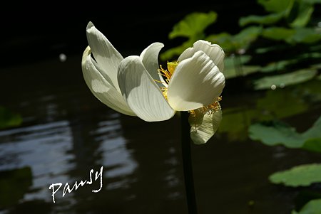 真っ白な蓮の花・・鶴岡八幡宮にて・・1