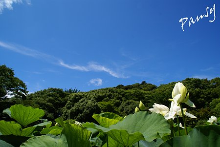 青と・・緑と・・白い花・・