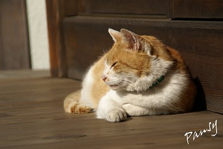 陽だまりの猫・・浄妙寺1