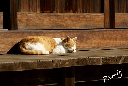 陽だまりの猫・・浄妙寺2