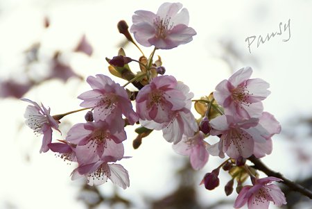 河津桜・・松田山 2