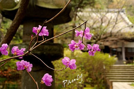 ミツバツツジ咲いて・・安国論寺・・12