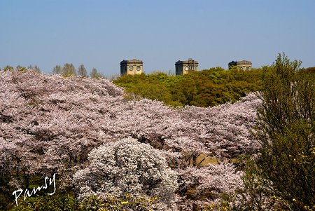 桜景色・・11