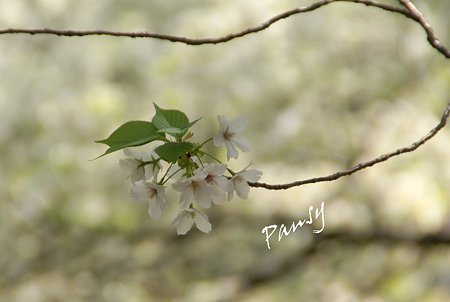 さくら・・