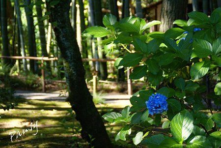 木蔭に残る紫陽花と・・ 夏の三渓園内苑・・3