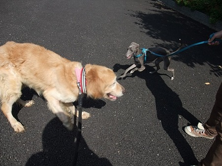 この2頭だ!