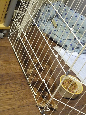 全身伸びきって寝るんです
