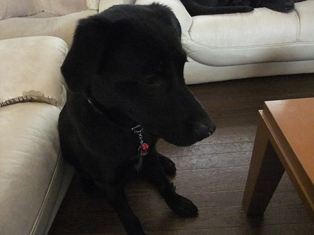 犬に