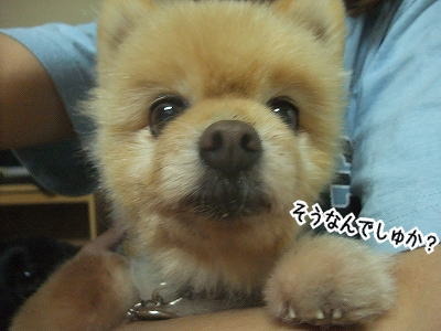 うん、ポンはポンやから♪