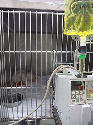 小さすぎる人和