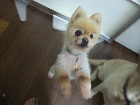 おばちゃん、おいらも!