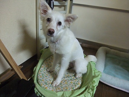ほのちゃん意外に元気です