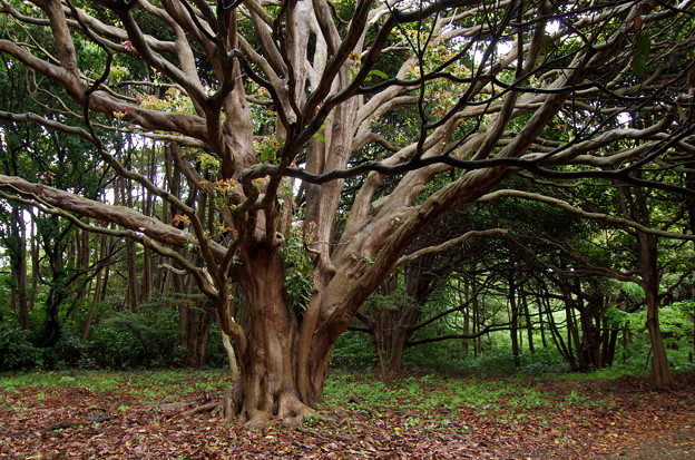 酒田飛島の巨木 タブの木 写真共有サイト フォト蔵