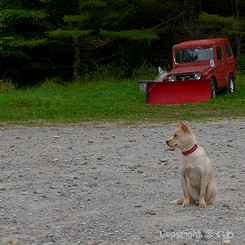 温泉犬 P1070108