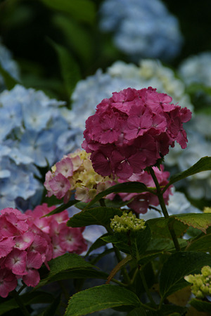 色とりどりの紫陽花!(100619)
