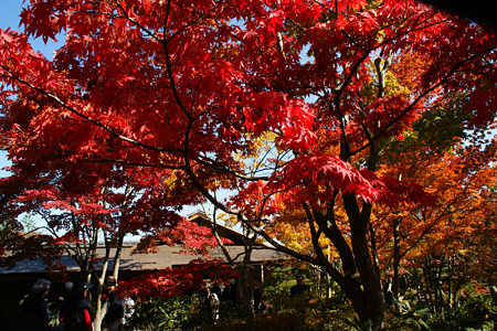 紅葉の東屋2!(101111)