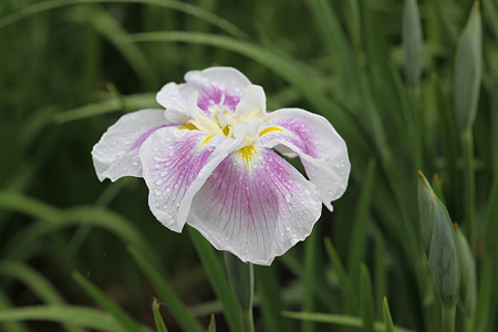 北潟湖畔花菖蒲園 - 03