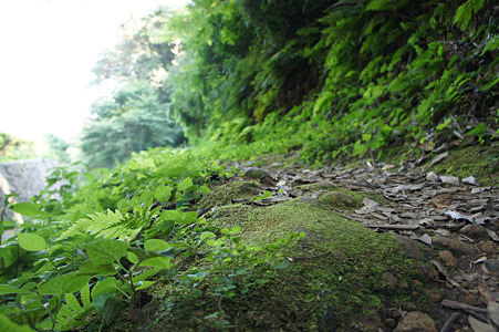 苔とか緑溢れる細道
