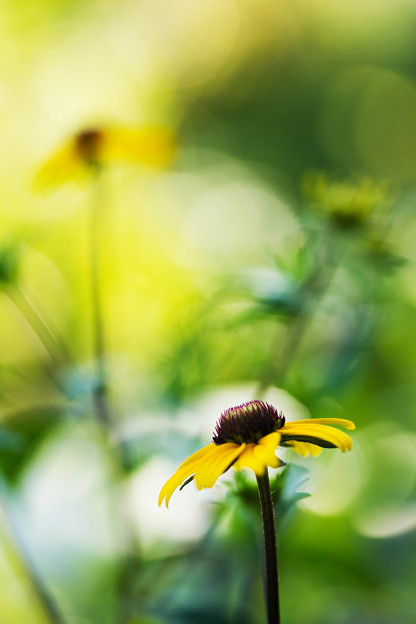 朝の花