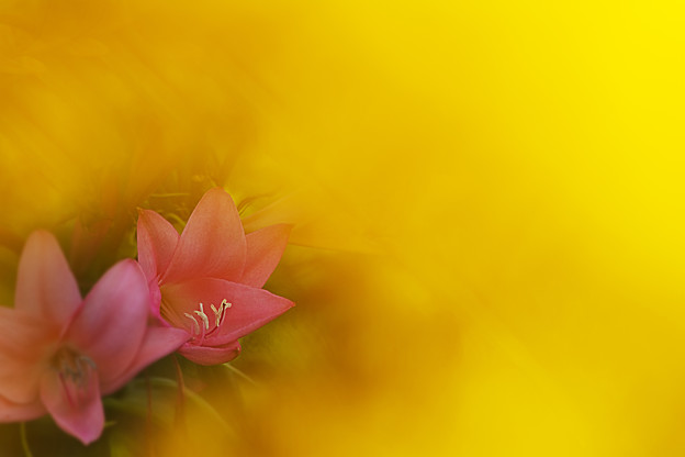 桃色の花