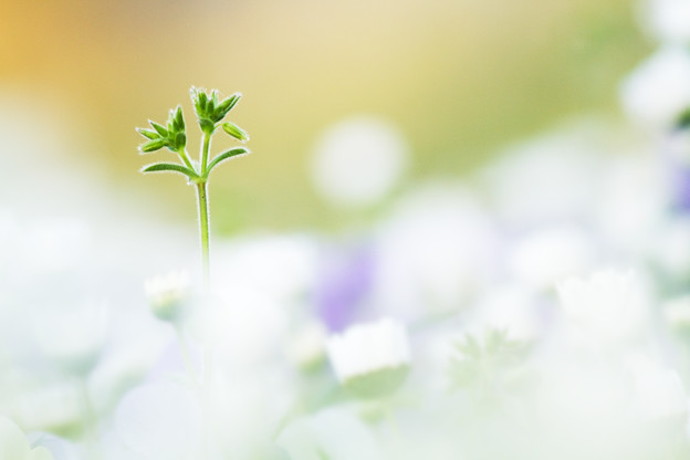 植物アンテナ
