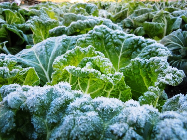 氷点下二度の今朝の白菜畑