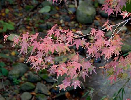寂光院から三千院向かう途中大原自然道路1