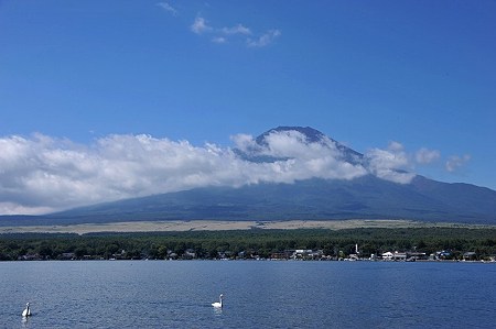 山中湖の白鳥1