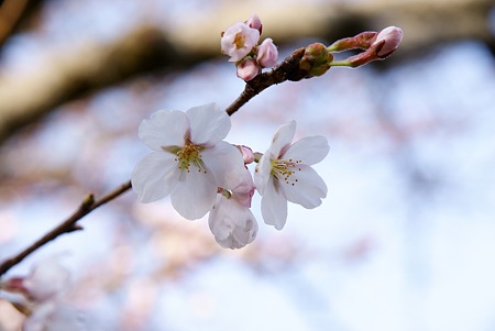 咲きゆく桜