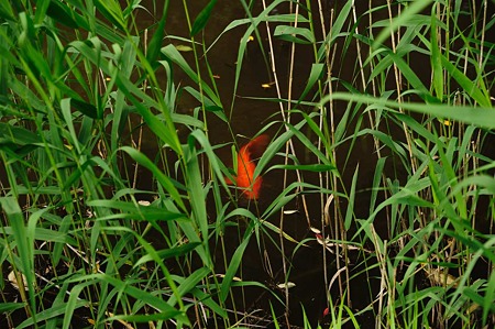 1106220641_DSC_0687